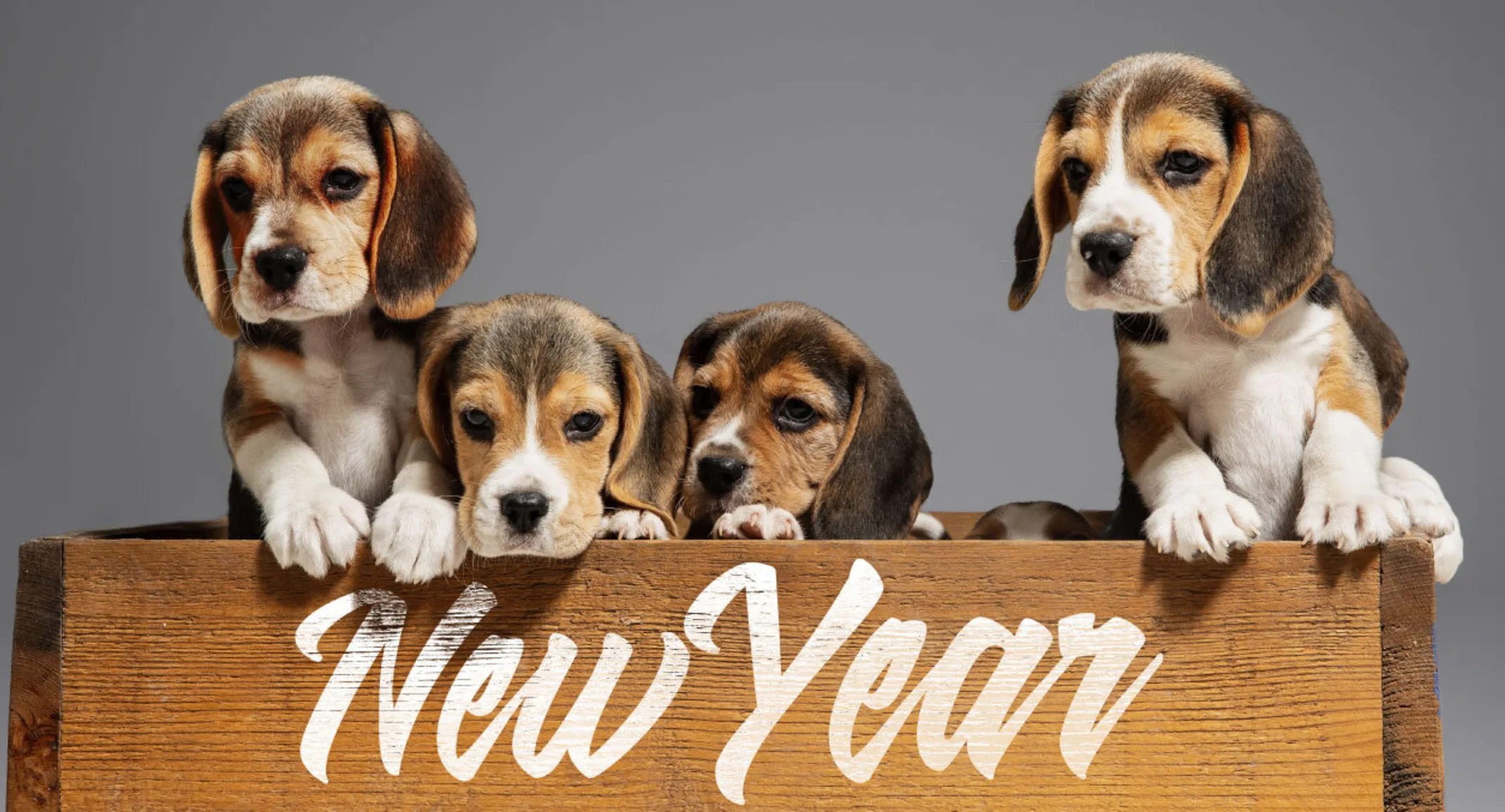 Four brown and white Beagle Puppies are inside a wooden New Years crate.